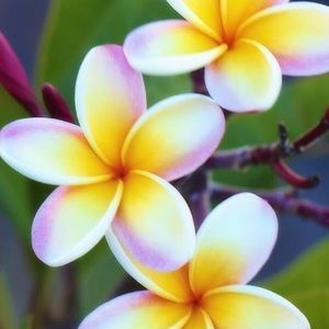 Meet your Posher, Elly